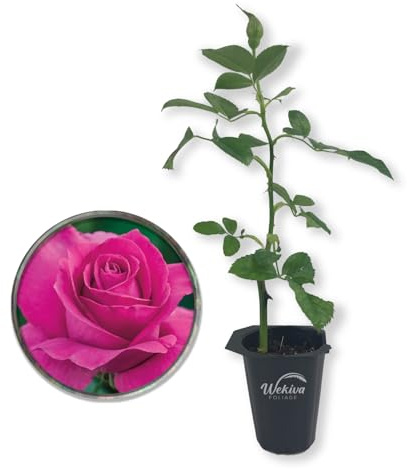 All My Loving Rose Bush - Live Starter Plant in a 2 Inch Growers Pot - Beautifully Fragrant Hybrid Tea Rose - A Versatile Beauty with Large Blooms