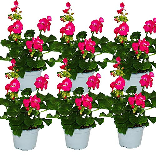 Geranio Color Rosa Oscuro - Pack 6 Plantas - Flores Naturales para Terraza y Jardín