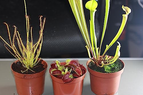 Fleischfressende Pflanzen, 3er Set - Riesig! D.muscipula, S.flava, Dr. filiformis