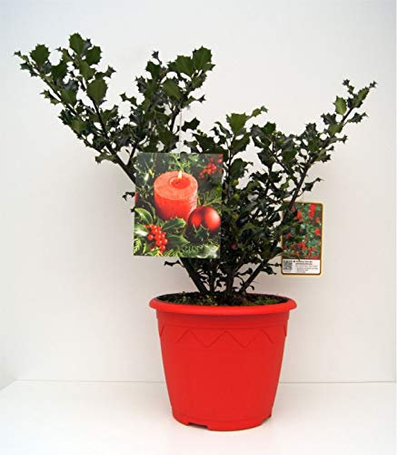 Ilex meserveae Blue Angel ® - Weihnachts-Ilex - immergrüne Stechpalme - im Dekotopf - 30-40cm Verpackungseinheit 1