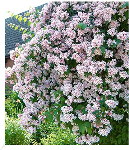 BALDUR Garten Rosa Perlmuttstrauch, 1 Pflanze, bienenfreundlich, winterhart, pflegeleicht, Wasserbedarf gering, für Standort im Schatten geeignet, blühend, Kolkwitzia amabilis Rosea