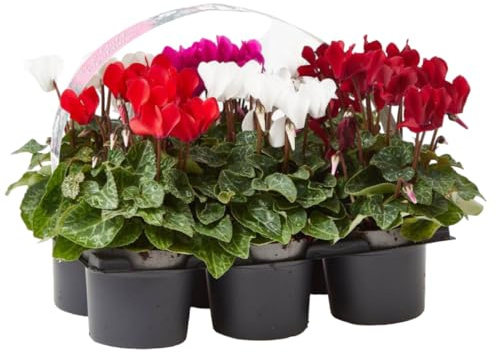 Planta Cyclamen natural - Flor de invierno (Pack 6 maceta 11cm)