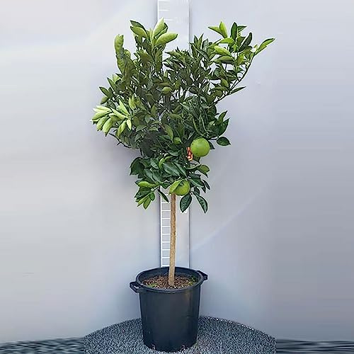 SAVINI VIVAI Orangenpflanze Navellina Orangen-Zitrusbaum im 35 cm Topf, Höhe 150-180 cm, 6-7 Jahre Veredelung, hergestellt in Italien