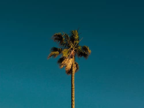 THISIT Selber malen nach Zahlen für Anfänger auf Leinwand,Palme,Baum,Äste-16 x 20 Zoll mit Rahmen