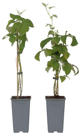 Plant in a Box - Rubus idaeus 'Malling Promise' - Set di 2 - Lampone - Piante da frutto - Arbusto - ⌀15 cm - Altezza 50-60 cm