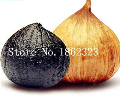Graines d'ail multipétales Graines comestibles biologiques Légumes Cuisine Assaisonnement alimentaire Bonsaï ou plante en pot pour jardin domestique