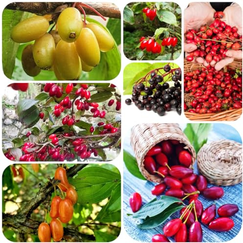 semillas de cornejo, arbustos perennes resistentes Cornus officinalis, variedades antiguas raras jardín invierno para exterior jardín 300pcs