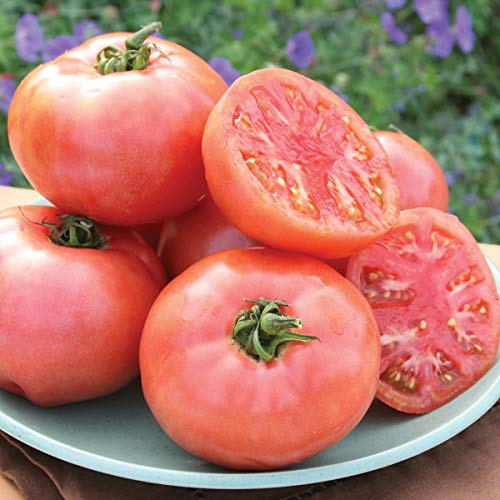 Burpee Pink Pounder Hybrid (PT 1106) Tomato Seeds 35 seeds
