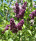 Edelflieder Syringa vulgaris 'Charles Joly' Pflanze 5-10cm lila Flieder Rarität