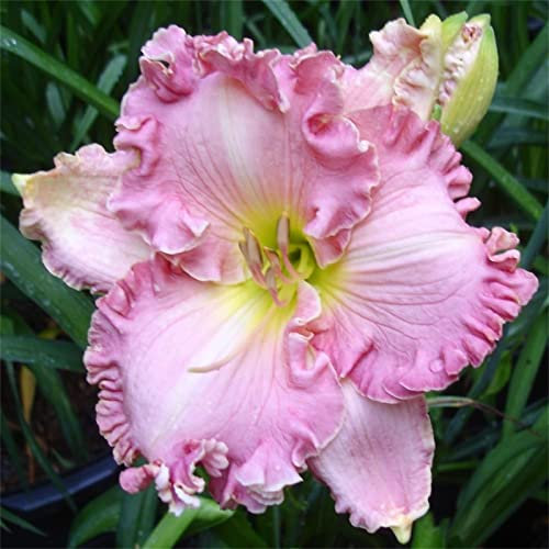 Taglilien Zwiebeln, Alasines Blumenzwiebel Mix, Seltene Pflanze, Exotisch, Hausgarten, Mysteriöse magische Glühbirne, Pflanzen, Mehrjährige ist winterhart, 10zwiebeln-D