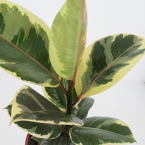 PianteWeb pw-ficus-tineke-12