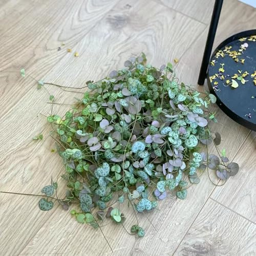 leuchterblume balkon deko Ceropegia woodii - gartenkräuter dachbegrünung heilkräuter pflanzensamen kräutergarten kräuterpflanzen büropflanzen pflanzendeko topfpflanzen draußen 200samen