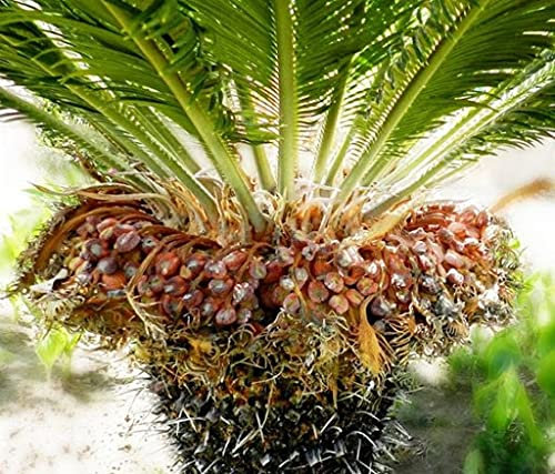 Semi di piante di agave salmiana
