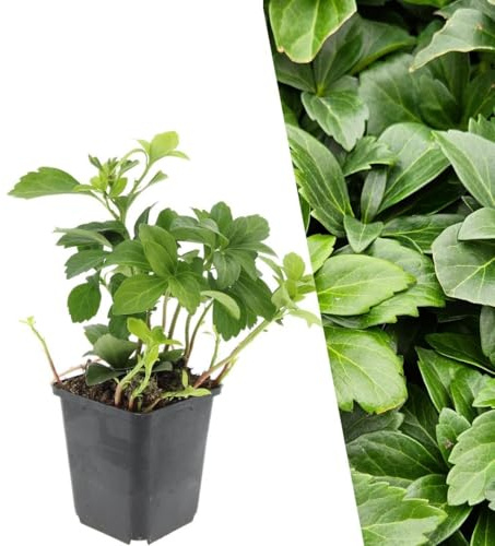 Plants by Frank | 6 Plantes de pachysandre du japon | Pachysandra terminalis | Couvre-sol rustique | Plantes vivaces | Bordure, plantation en groupe et sous-bois | Plantes d’extérieur | Jardin