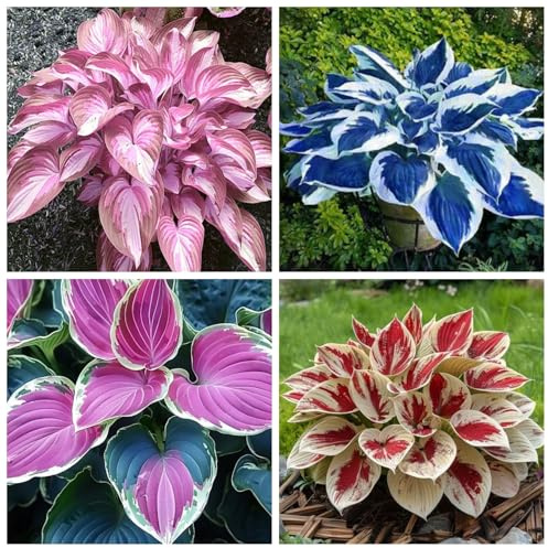 Garten & Balkon Dekoration Hosta - Winterharte Funkien Rhizome, Hosta Wurzel Ideal für Outdoor-4Hosta knolle-H