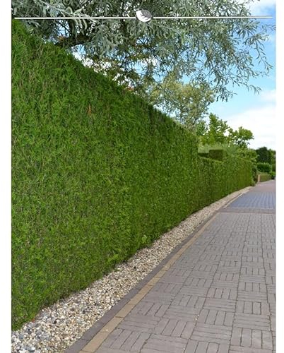 Lebensbaum Thuja Brabant 200-225 cm. 18 Thuja Pflanzen. Sichtschutz Hecke