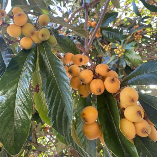 Wollmispel, garten obstbäume kaufen obstbaum zwergobstbäume winterhart obstpflanzen kaufen baumsamen obstgarten steingartenpflanzen säulenobstbäume 30Samen