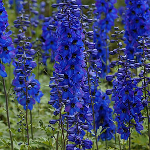 Blumixx Stauden Delphinium Elatum-Hybride 'Waldenburg' – Dunkelblauer Rittersporn, winterhart & mehrjährig, Bienenfreundlich, im 1L Topf