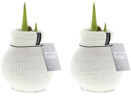 Bloomique - 2er Set - Cozy Weiß - Amaryllis in Wachs - No Water Flowers - Blumenzwiebel in Wachs - Weihnachtsgeschenke und Deko - 15cm hoch bei Lieferung - Wächst zu 40-60 cm