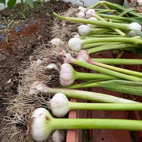 knoblauch - winterknoblauch - balkon kräutergarten pflanzknoblauch bodendecker gartenkräuter kräutergarten, exotische gemüsesamen 300samen