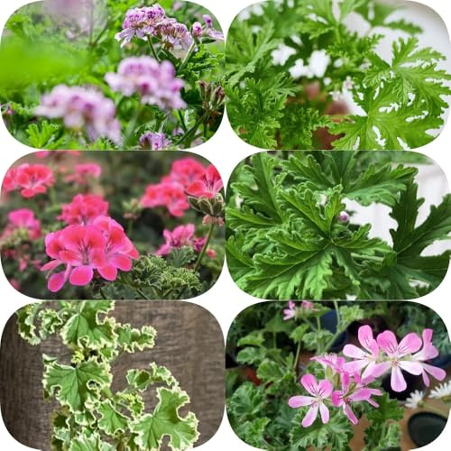 Geranios perfumados, semillas de geranio limón - resistentes para jardines de rocas exótico verdes semillas extraño productos sostenibles silvestres 300pcs