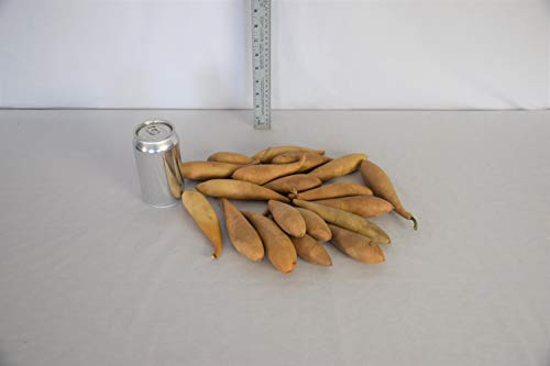Box of 20 Dried Banana Gourds - Gourds for Crafts and Decorating