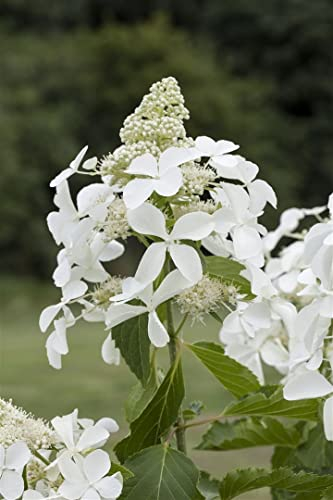 Rispenhortensie 'Kyushu' 100-125 cm Ballen Hydrangea paniculata winterhart