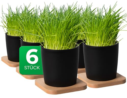 Novaliv Stilvolle 6er Set Kräutertopf mit Holzunterlage für Jede Fensterbank, Für frische Küchenkräuter, Kräutergarten für die küche, Kräuterbeet Indoor, Zimmerpflanzen, Pflanzentopf, Pflanzschale