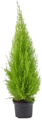 Vivaio Garden Forest Cupressus Goldcrest - Cipresso Giallo Limone | Sempreverde, Portamento conico stretto, Profumo di cedro in estate, Ideale per siepi bordure e vaso