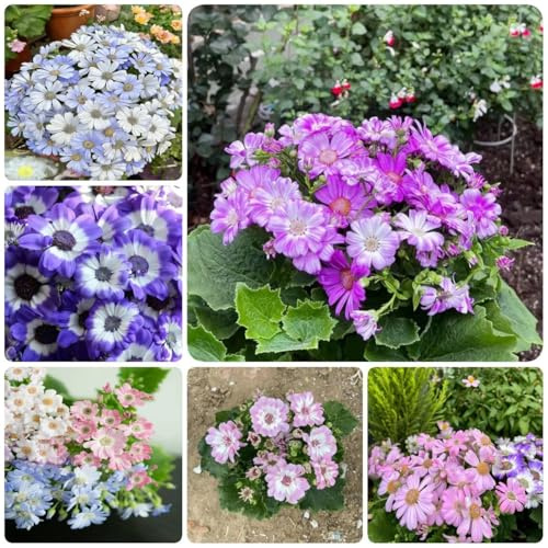 Semillas de Cineraria - Serie Raras - perennes resistentes Semillas de cineraria silvestres, decorativas 30pcs