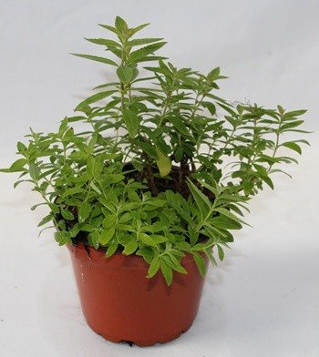Sin marca Hierba Luisa (Maceta 17 cm Ø) - Planta Viva - Planta aromatica