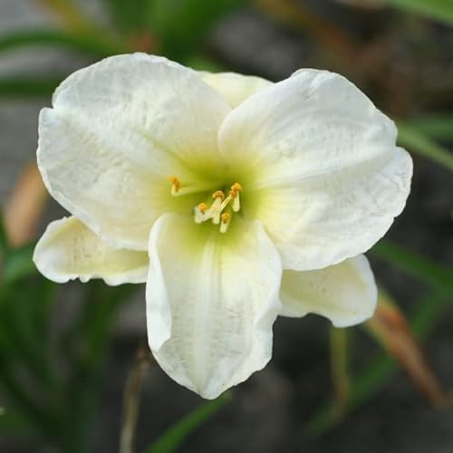 6x Lis d’un jour 'Arctic Snow' – Hemerocallis 'Arctic Snow'® – Godet 9x9cm | Fleurs blanches pures, port compact