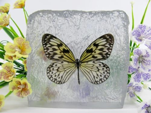 In Kunstharz gegossene Schmetterlinge, Insekten, Skorpione und mehr. Briefbeschwerer, Icemountain, nicht scharfkantig (Schmetterling 20)