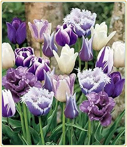 Tulip Bulbs-Romantic purple flowers, wonderful gardening planting flowers, surprise Valentine's Day gifts-30 Bulbi:Seeds only