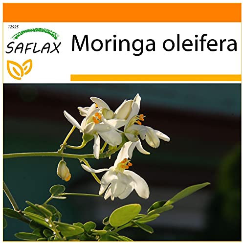 SAFLAX - Garden in the Bag - Albero del rafano - 10 semi - Moringa oleifera