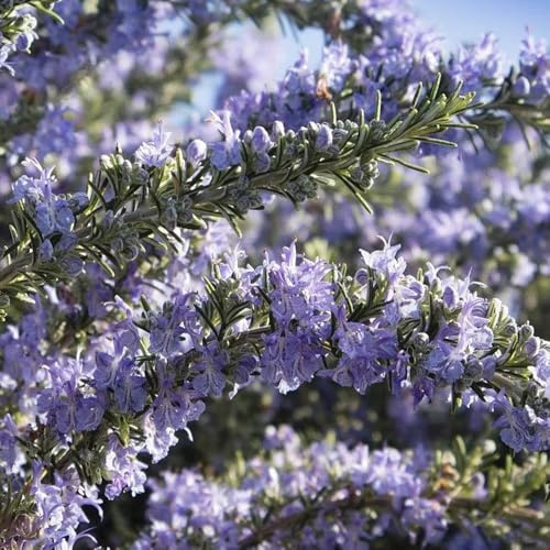 semi di rosmarino biologico - rosmarinus - resistenti di appesi giardino da orto giardino 250pcs