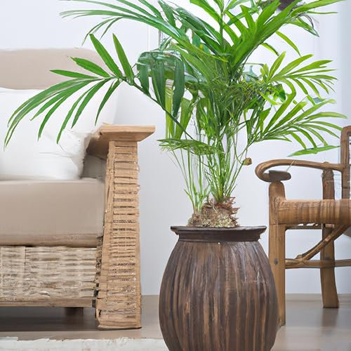 Areca Palm Tree 'Dypsis Lutescens' Tropical Houseplant Seeds - 15 Rare Seeds