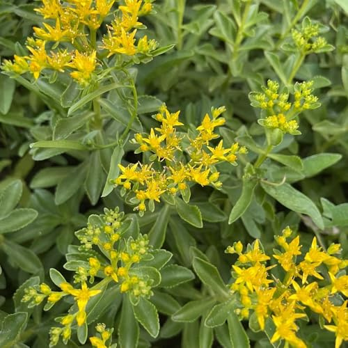 fetthenne, garten für sonnige plätze bodendecker bio nachhaltige produkte 100samen