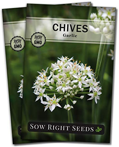 Sow Right Seeds - Garlic Chives Seeds for Planting - Non-GMO Heirloom Packet with Instructions to Plant and Grow a Kitchen Herb Garden - Indoor or Outdoor - Culinary and Productive Chinese Leeks (2)