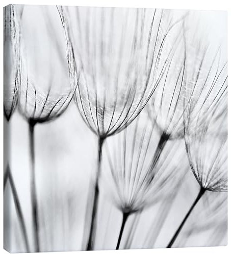Pusteblumen in Schwarz/Weiß Leinwandbild 100 x 100 cm Schwarz-Weiß Wandbilder Wanddeko