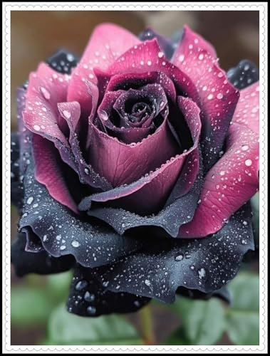 Rosen Wurzeln- Kletterrosen - Blätter in gemischten Farben - Aufmerksamkeit erregen - Beste Wahl für Gartendekoration//(NVNJHJN)-2 Wurzeln-C