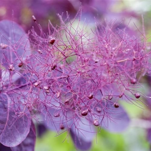 Roter Perückenstrauch 'Royal Purple' - Cotinus coggygria 3 L Topf gewachsen, lila bis rotfarbender Gartenstrauch