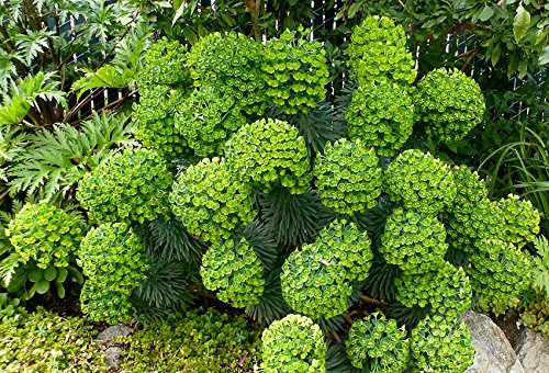 1 x Euphorbia characias (Stauden/Staude/Mehrjährig/Winterhart/Immergrün) Mittelmeer-Wolfsmilch - Ein Hauch von Süden für Ihren Garten - sehr Bienenfreundlich - von Stauden Gänge