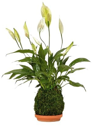 DECOALIVE Kokedama de Interior - Espatifilo Planta Envuelta en Musgo Natural