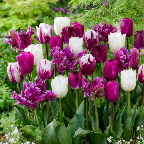 Tulipes Bulbes Lilas et Blanc Collection Exotique - 25 Bulbes de Fleurs à Planter Exterieur - Plantes Vivaces Exterieur - Rustique - Naturelle Plantes de Hollande (pas de graines, non artificielle)