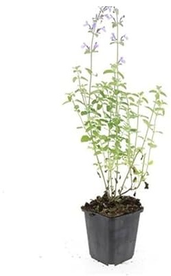 Kattmynta – Nepeta faassenii Walker's Low – lättskött perenn – 9 cm kruka – set med 12 växter