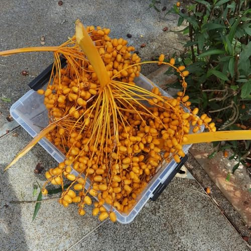 semillas de palmera datilera - resistentes cobertura del suelo jardín perennes ornamental 150pcs