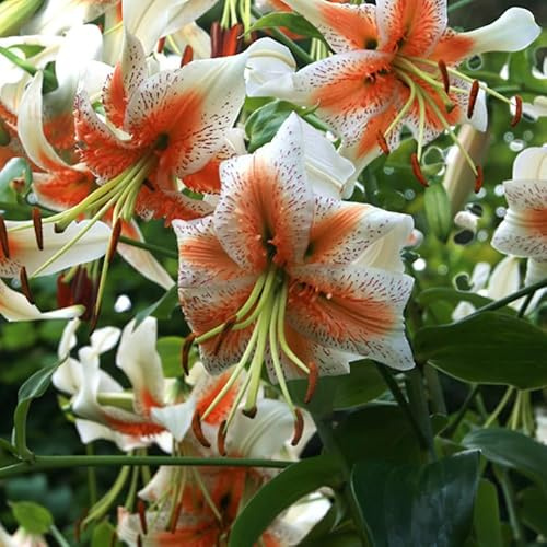Lilie Lady Alice | 3 Stück | Knolle | Verwildernd | Orange | 100% Blütegarantie | QFB Gardening