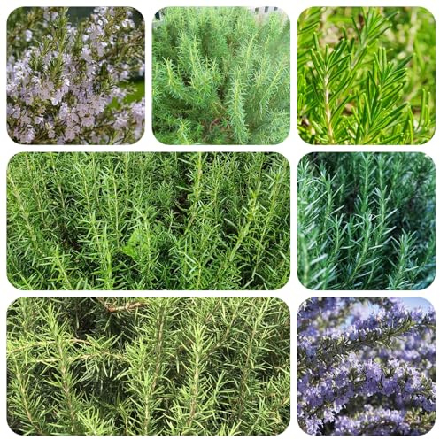 semi di rosmarino giardino per la cucina in vaso da giardino roccioso rare da in vaso serre balcone selvatiche, resistenti 400pcs