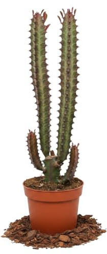 DECOALIVE Cactus Catedral Rojo Euphorbia Trigona Rubra, Maceta Compacta 12 cm, Altura 25 cm, Decoración para Recibidor
